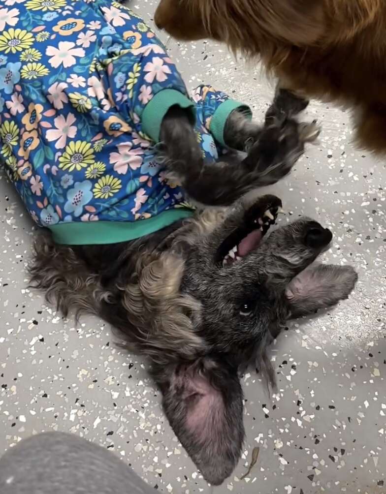 poodle playing