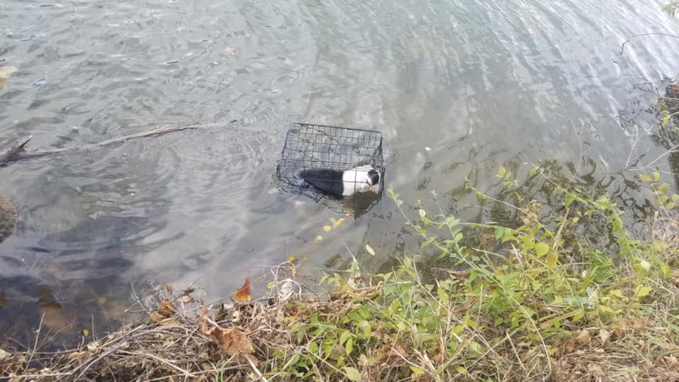 Puppy found in Kaufman Lake in a cage. (Bryant Fritz){p}{/p}