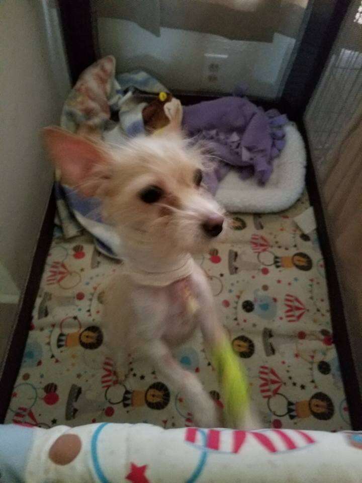 dog tied to bathroom sink