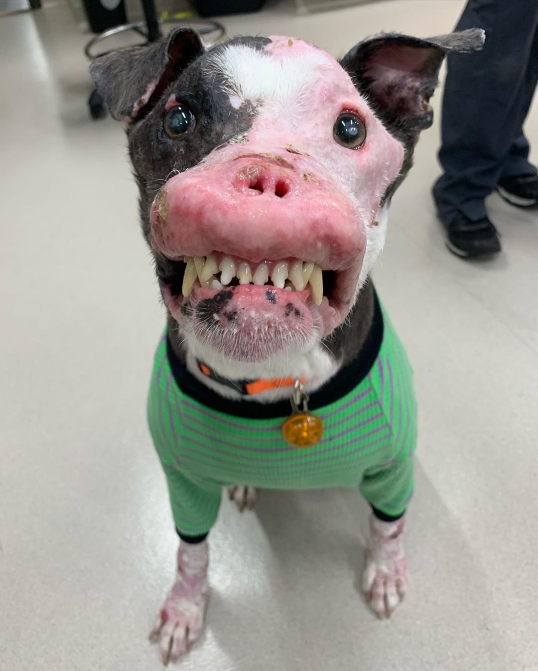 Stray dog with disfigured face