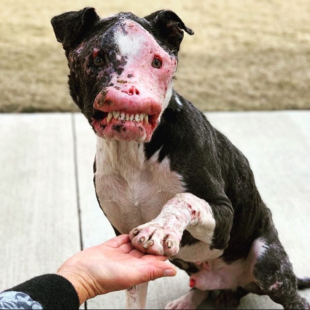 Stray dog with disfigured face