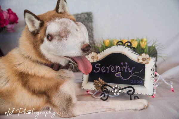 Rescue_Dog_Serenity
