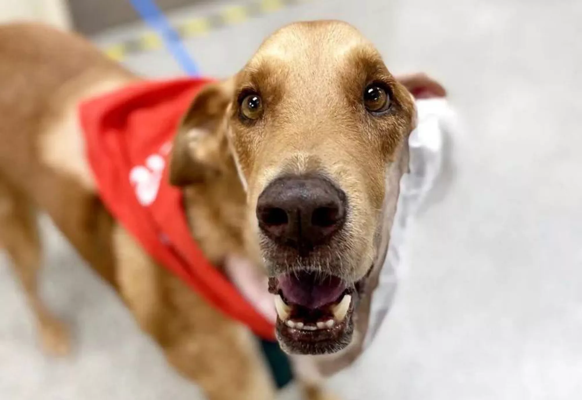 Dog Gets New Lease on Life After Veterinarians Remove Massive Tumor