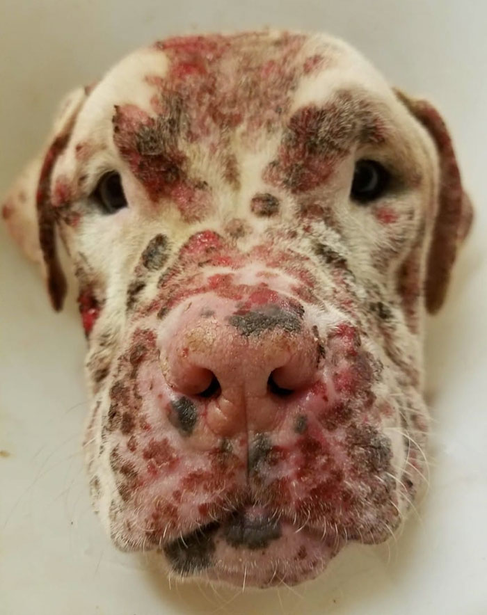 pit-bull-stung-1000-bees-stinger-3