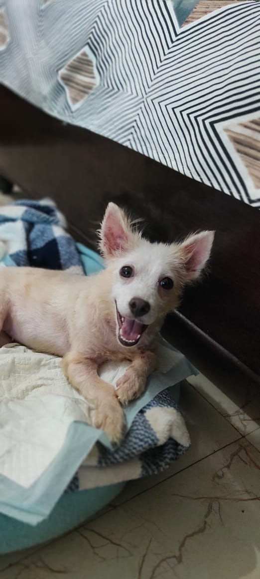 Yuki