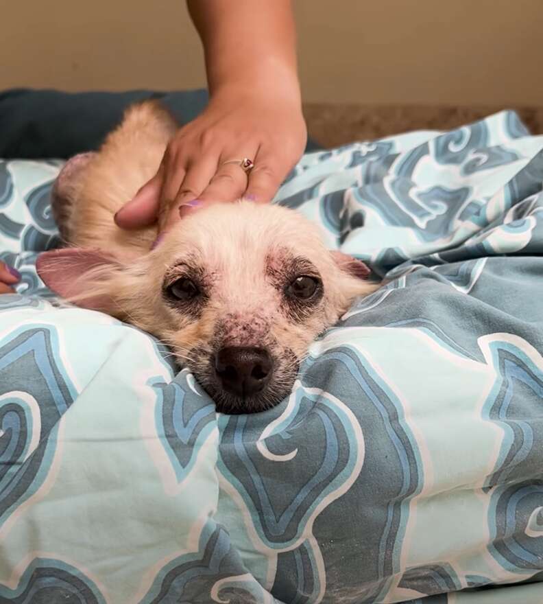 Dog on blue bed