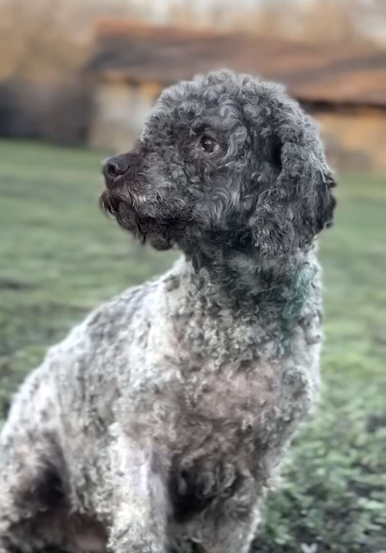 rescued dog