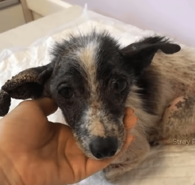 Rescue Dog