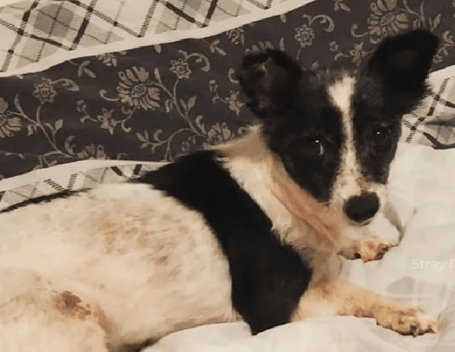 Dog Recovery
